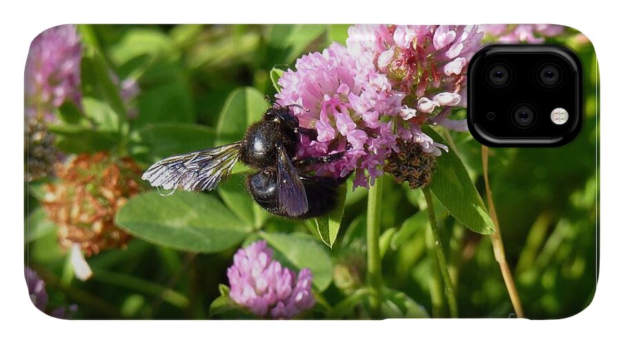 A Path Of Petals iPhone 11 Case featuring the photograph Black Bee on Small Purple Flower by Jean Bernard Roussilhe