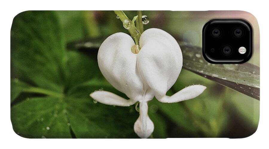 White iPhone 11 Case featuring the photograph Bleeding Heart by Amber Flowers
