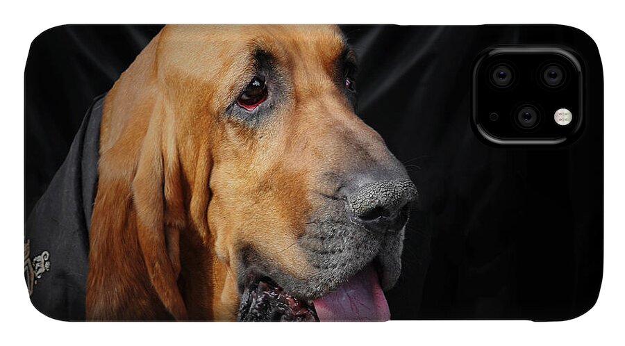 Bloodhounds iPhone 11 Case featuring the photograph Bloodhound - Governed by a world of scents by Alexandra Till