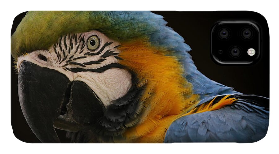 Blue And Gold Macaw iPhone 11 Case featuring the photograph Blue And Gold Macaw by Mary Lou Chmura
