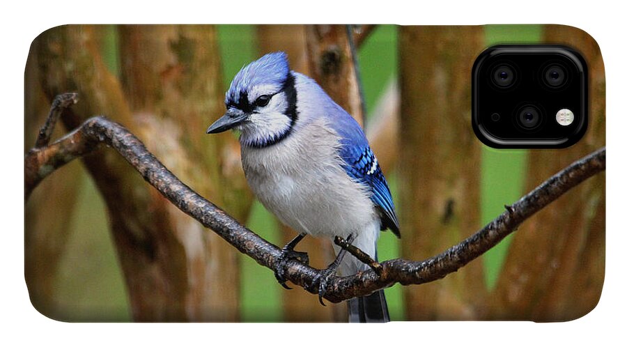 Birds iPhone 11 Case featuring the photograph Blue Jay on a Branch by Trina Ansel