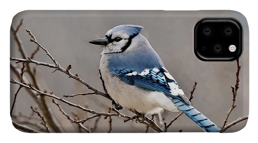 Blue Jay iPhone 11 Case featuring the photograph Blue Jay Way by Lara Ellis