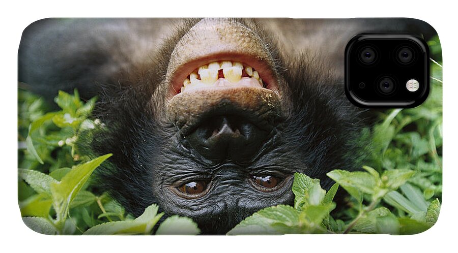 #faatoppicks iPhone 11 Case featuring the photograph Bonobo Smiling by Cyril Ruoso
