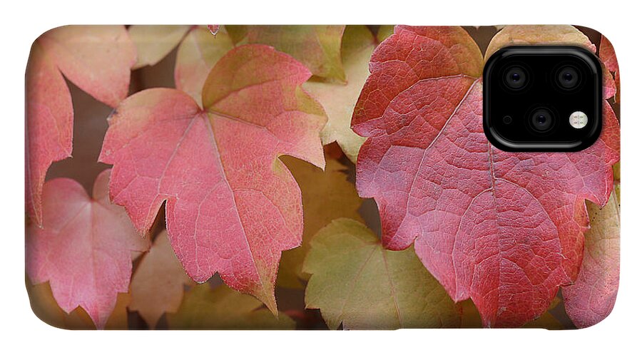 Boston Ivy In Fall iPhone 11 Case featuring the photograph Boston Ivy Turning by Natalie Dowty