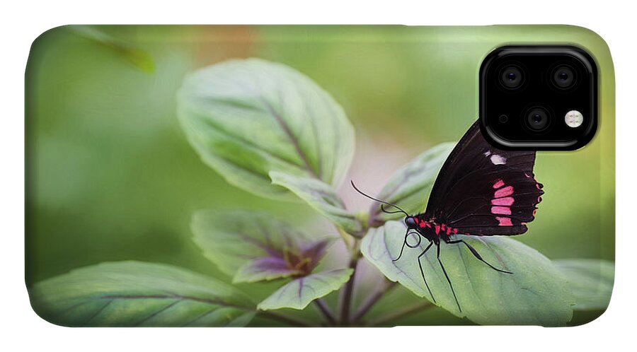 Photograph iPhone 11 Case featuring the photograph Brave Butterfly by Cindy Lark Hartman