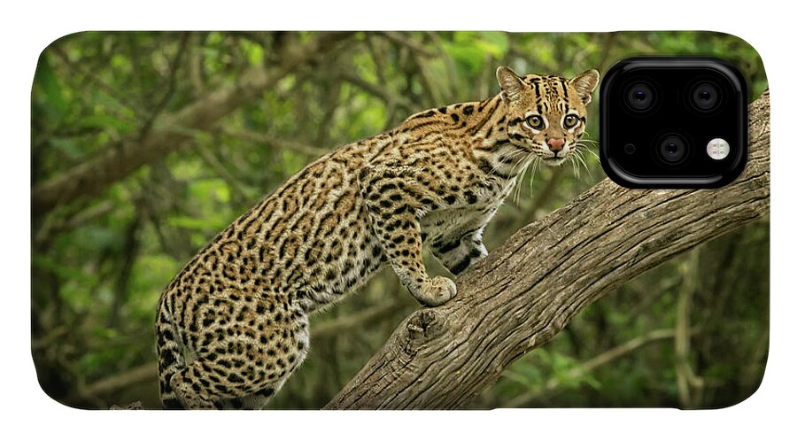 Cat iPhone 11 Case featuring the photograph Brazilian Ocelot by Steven Upton