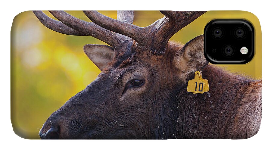 Bull Elk Number Ten iPhone 11 Case featuring the photograph Bull Elk Number 10 by Mark Miller
