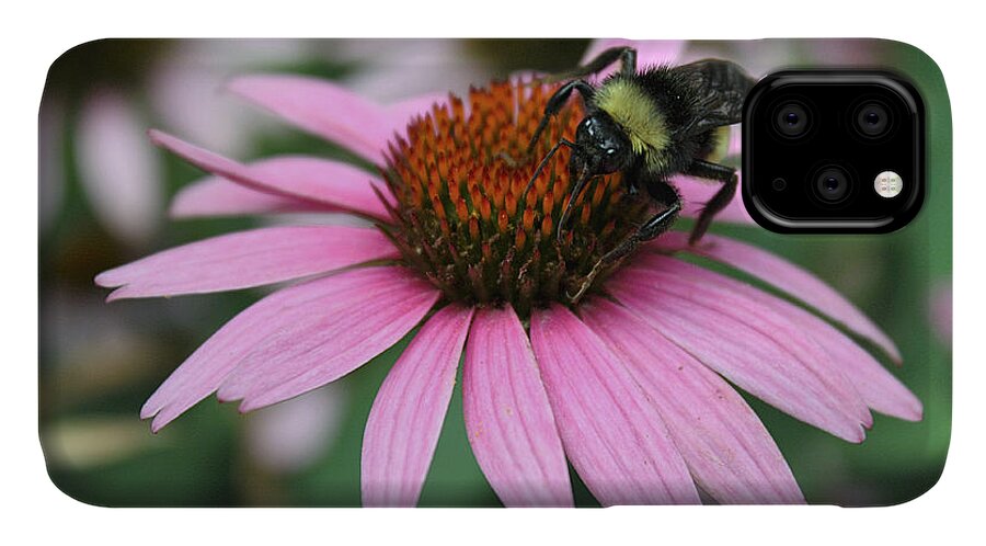 Nature iPhone 11 Case featuring the photograph Bumble Bee on Pink Coneflower by Sheila Brown