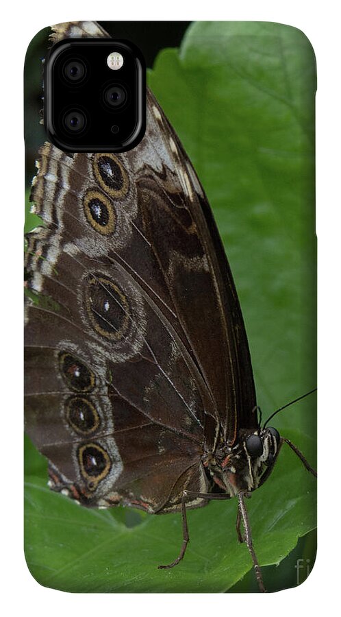 Butterfly iPhone 11 Case featuring the photograph Butterfly 5 by Christy Garavetto