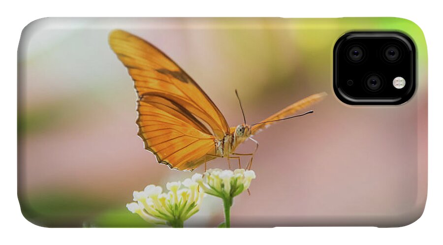 Butterfly iPhone 11 Case featuring the photograph Butterfly - Julie Heliconian by Pamela Williams