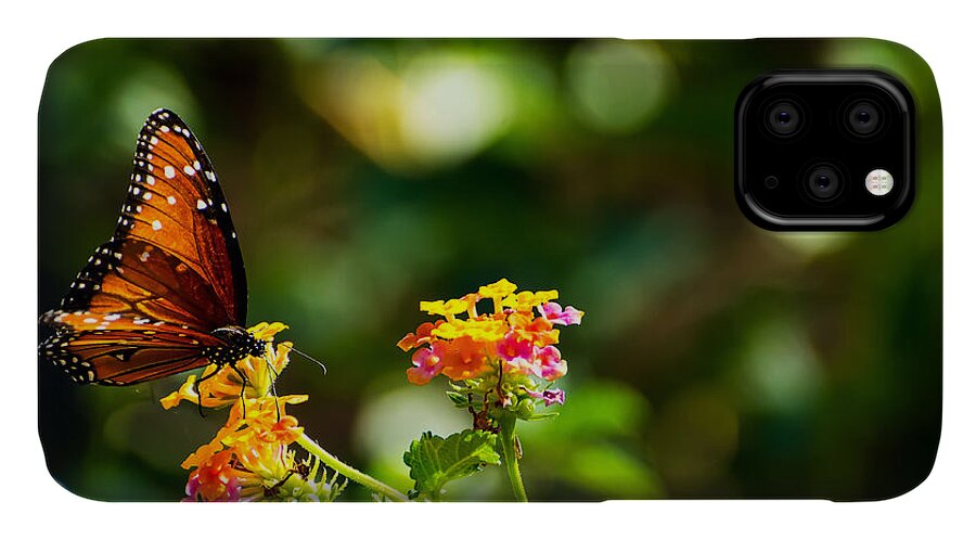 Butterfly iPhone 11 Case featuring the photograph Butterfly on a Flower by Douglas Killourie