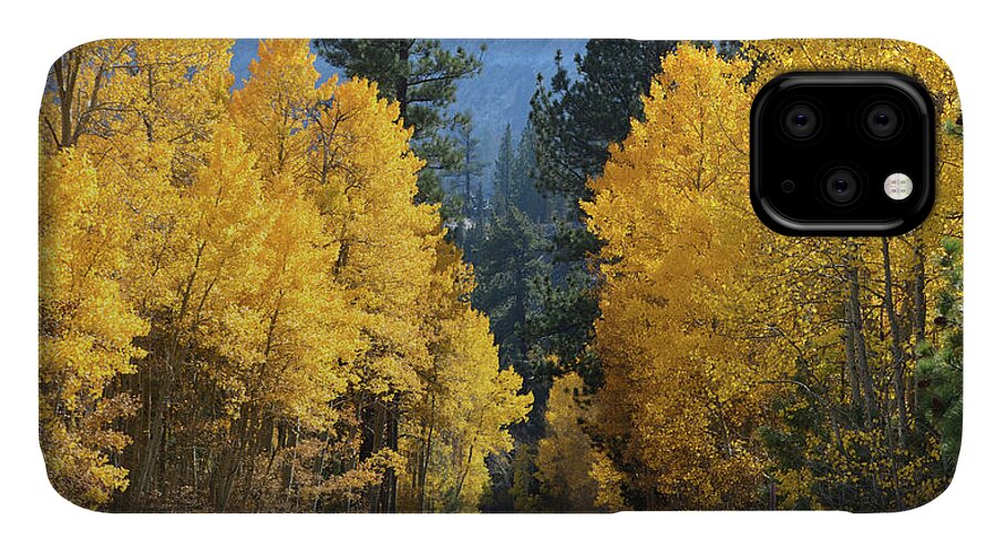 Autumn iPhone 11 Case featuring the photograph California Gold by Brian Tada
