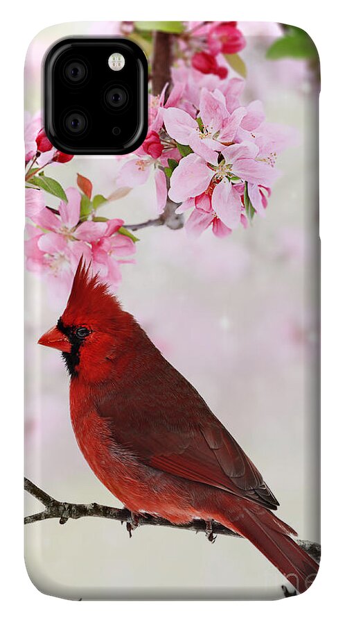 Cardinal iPhone 11 Case featuring the photograph Cardinal Amid Spring Tree Blossoms by Stephanie Frey