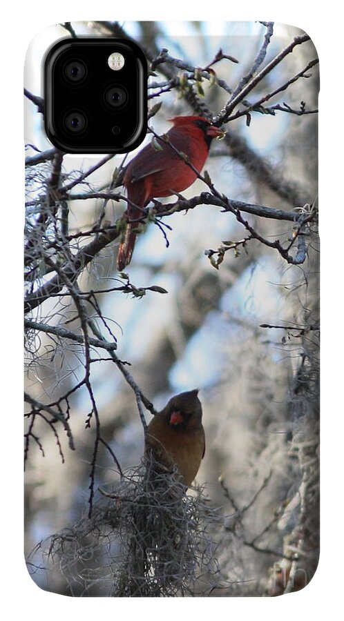 Wildlife iPhone 11 Case featuring the photograph Cardinals in Mossy Tree by Carol Groenen