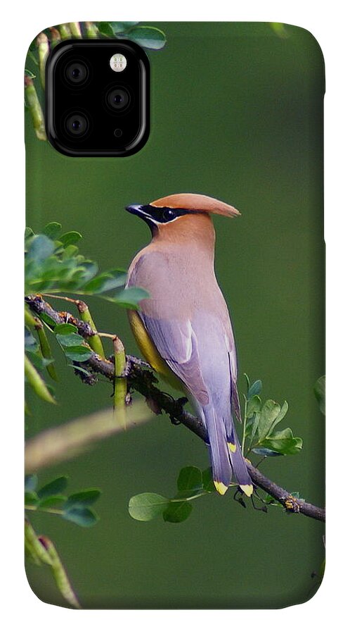 Birds iPhone 11 Case featuring the photograph Cedar Waxwing 1 by Ben Upham III