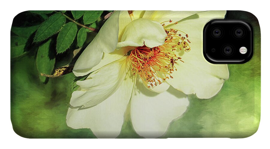 Photo iPhone 11 Case featuring the photograph Charming by Jutta Maria Pusl