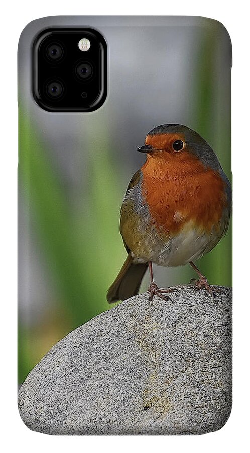 Robin iPhone 11 Case featuring the photograph Cheeky Chappy by Kuni Photography