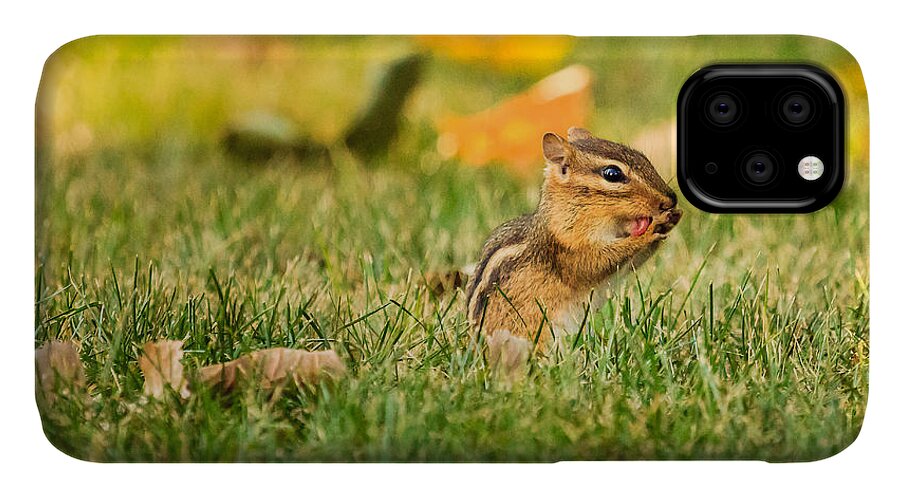 Animal iPhone 11 Case featuring the photograph Chipmunk Licking His Paws by Joni Eskridge