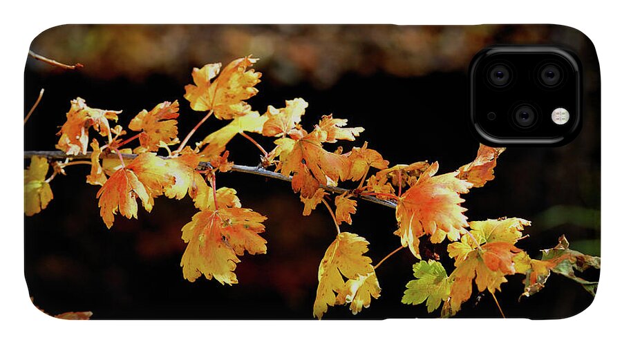 Autumn iPhone 11 Case featuring the photograph Classic Colors by Ron Cline