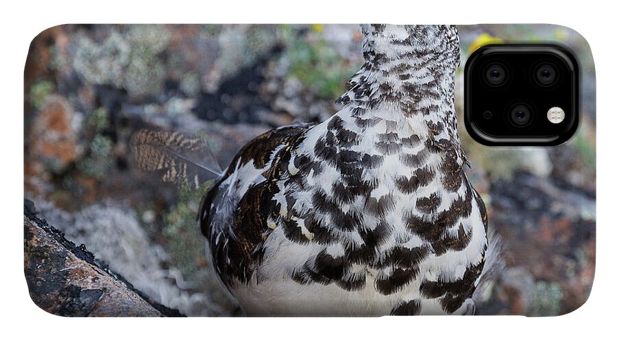 Ptarmigan iPhone 11 Case featuring the photograph Cliffside Showoff by Tim Newton