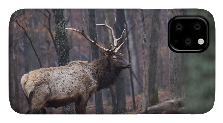 Bull iPhone 11 Case featuring the photograph Chilly Misty Morning by Andrea Silies
