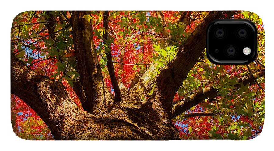 Forest iPhone 11 Case featuring the photograph Colorful Autumn Abstract by James BO Insogna