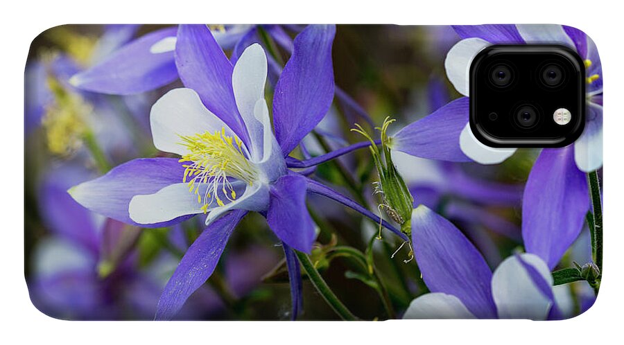 Colorado iPhone 11 Case featuring the photograph Columbines by Teri Virbickis