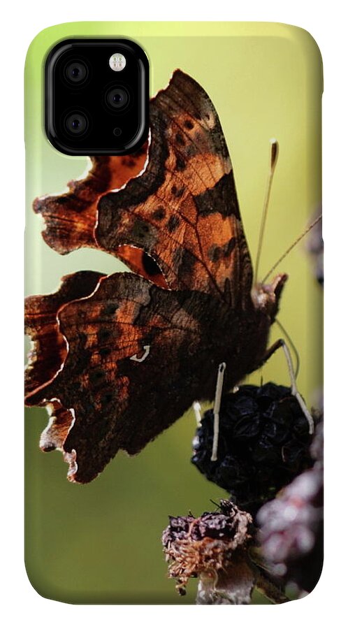 Comma Butterfly Bramble Drunken Autumn iPhone 11 Case featuring the photograph Comma Butterfly by Ian Sanders