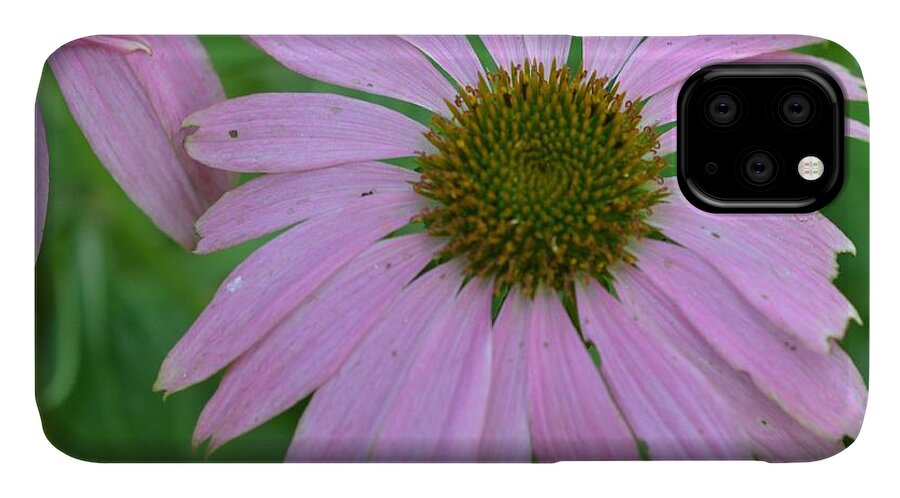 Flowers iPhone 11 Case featuring the photograph Coneflower by Charles HALL