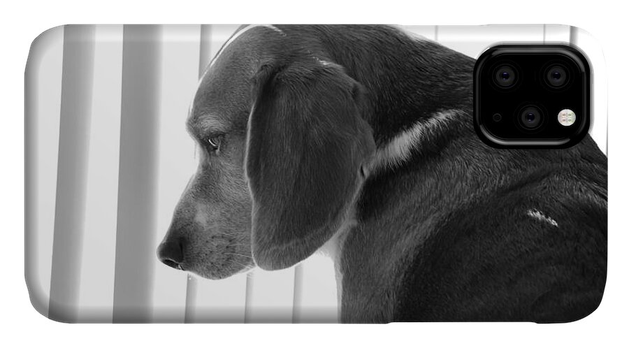 Beagle iPhone 11 Case featuring the photograph Contemplative Beagle by Jennifer Ancker