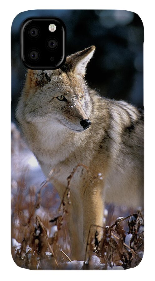 Wild iPhone 11 Case featuring the photograph Coyote in Winter Light by Mark Miller