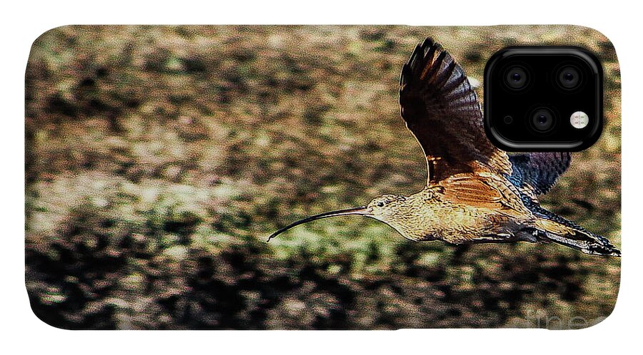 Bird iPhone 11 Case featuring the photograph Curlew in Flight by Adam Morsa