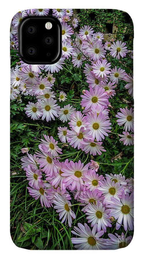 Daisy iPhone 11 Case featuring the photograph Daisy Patch by David Smith