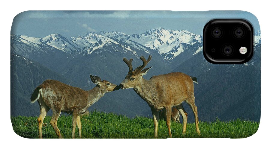 Black Tailed Deer iPhone 11 Case featuring the photograph MA-181-Deer in Love by Ed Cooper Photography