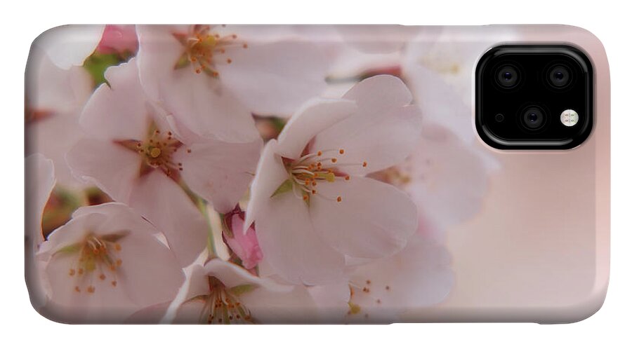 Cherry Blossom Trees iPhone 11 Case featuring the photograph Delicate Spring Blooms by Angie Tirado