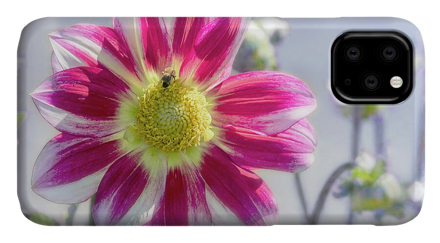 Dahlia iPhone 11 Case featuring the photograph Delicious Dahlia by Belinda Greb