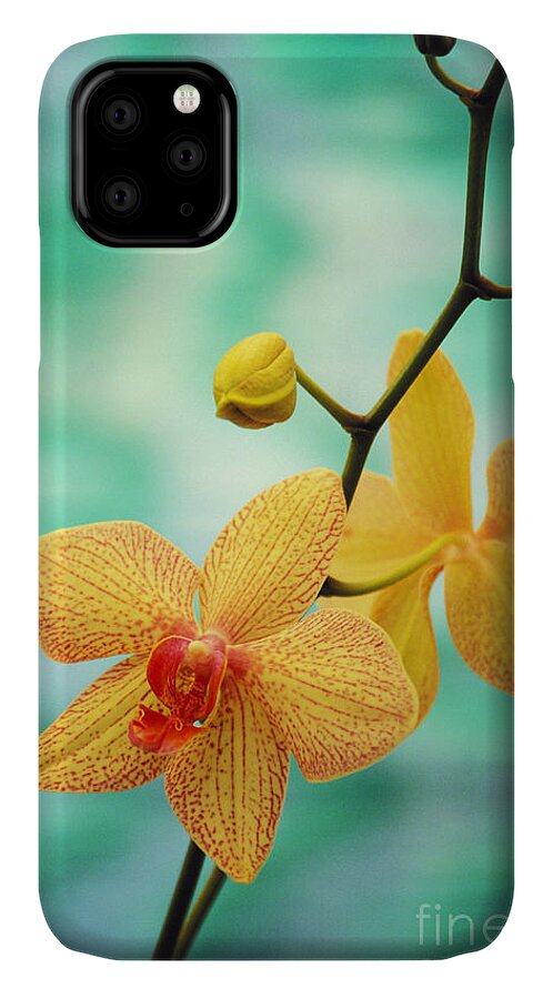 26-csm0163 iPhone 11 Case featuring the photograph Dendrobium by Allan Seiden - Printscapes