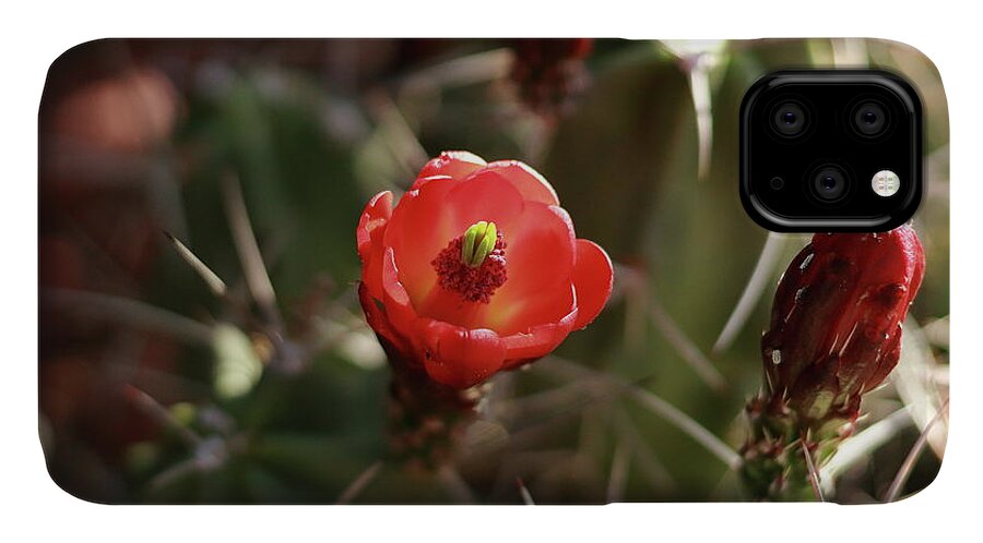 Cactus iPhone 11 Case featuring the photograph Desert Rose by David Diaz
