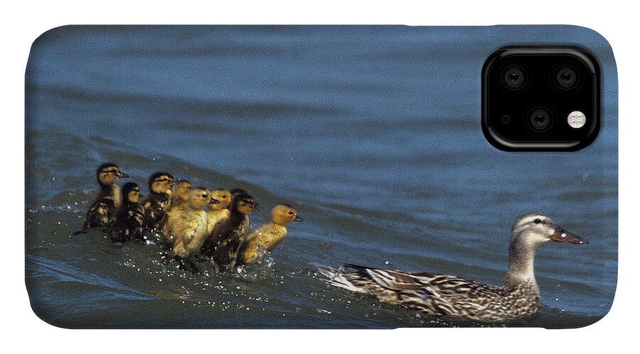 Distressed Ducklings iPhone 11 Case featuring the photograph Don't Bother Mother by John Harmon