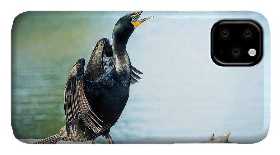Cormorants iPhone 11 Case featuring the photograph Double-Crested Cormorant by Judi Dressler