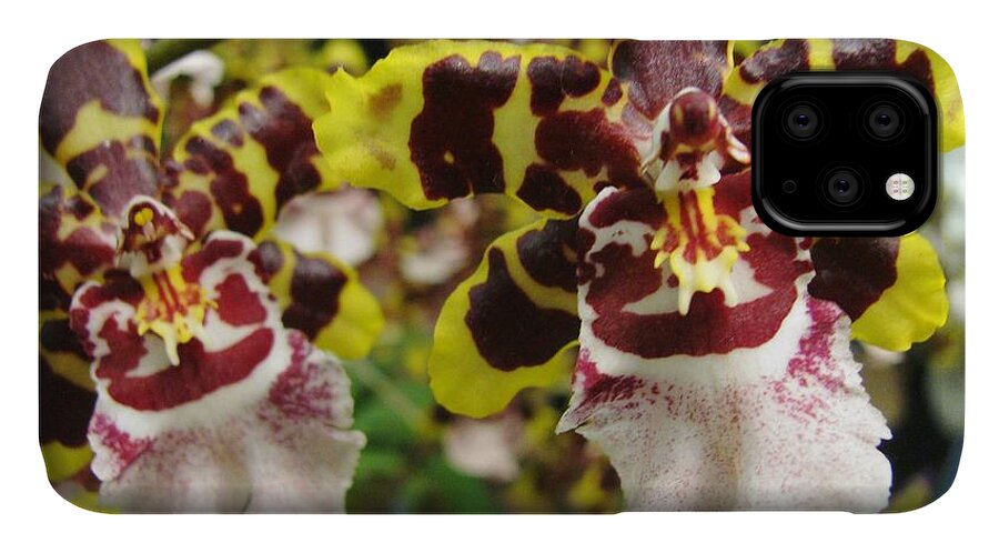 Odontoglossum Orchid iPhone 11 Case featuring the photograph Double Odontoglossum Orchid by Alfred Ng