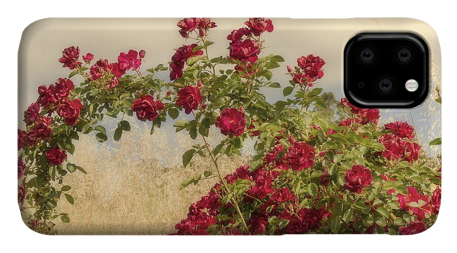 Rose iPhone 11 Case featuring the photograph Dr. Huey by Elaine Teague