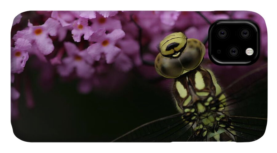 Dragonfly Hawker Purple Yellow Insect Dark Garden iPhone 11 Case featuring the photograph Dragonfly by Ian Sanders