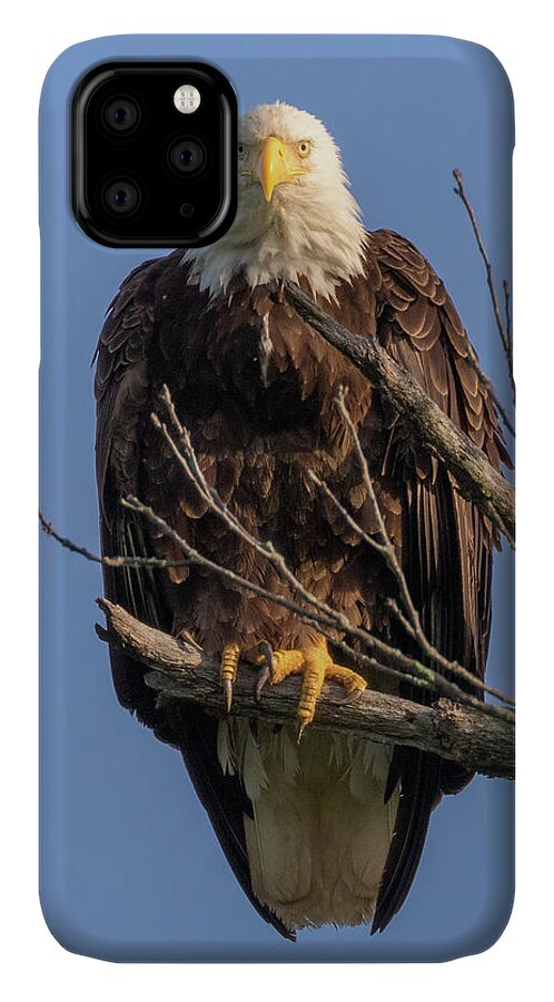 Eagle iPhone 11 Case featuring the photograph Eagle Stare by Allin Sorenson