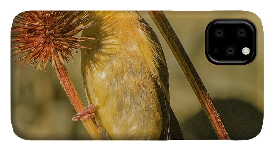  iPhone 11 Case featuring the photograph ...early Morning Sunlight Breakfast.... by Paul Vitko