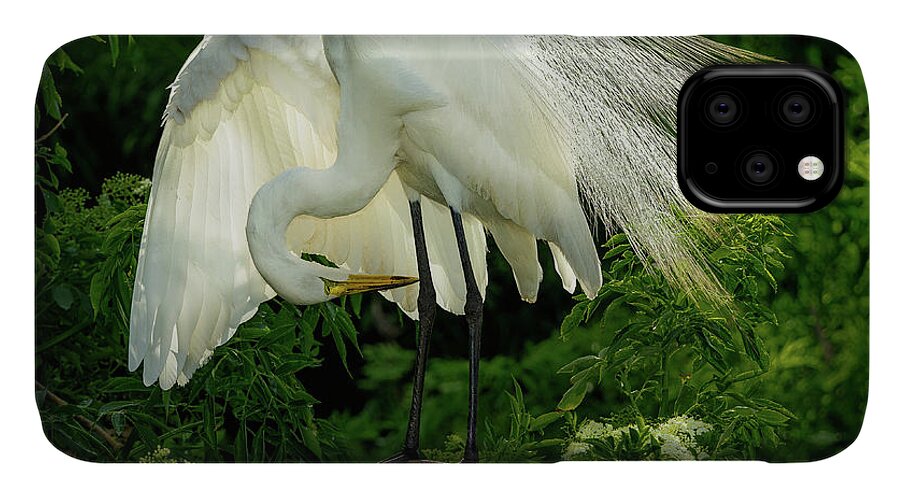 Egret iPhone 11 Case featuring the photograph Egret Preening by Steve Zimic