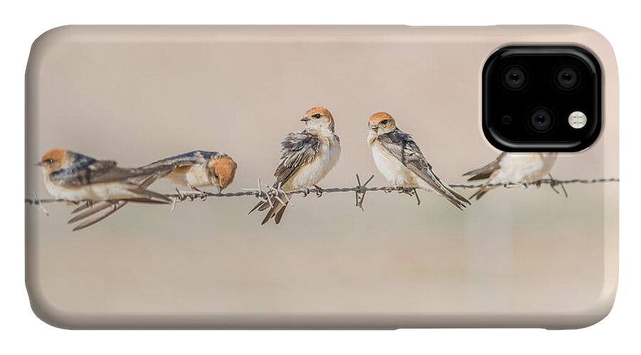 Fairy Martin iPhone 11 Case featuring the photograph Fairy Martins by Racheal Christian
