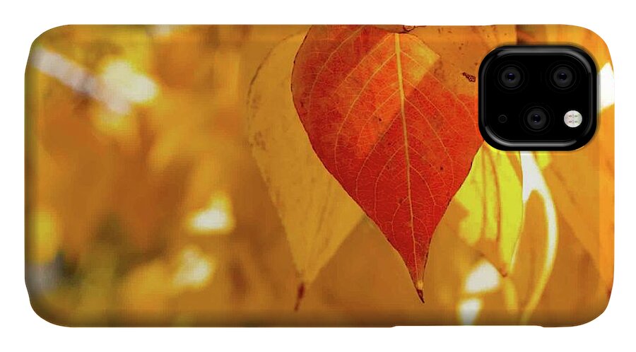 Fall iPhone 11 Case featuring the photograph Fall color by Martin Gollery