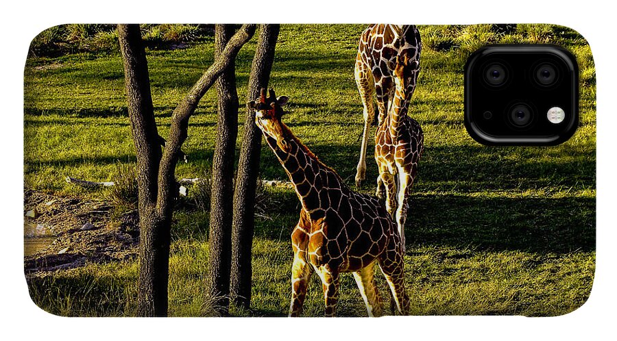 Giraffes iPhone 11 Case featuring the photograph Giraffe by M G Whittingham
