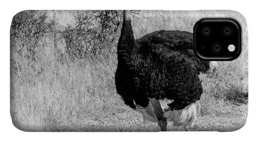 Ostrich;baby Birds iPhone 11 Case featuring the photograph Father's Day Out by Chris Scroggins